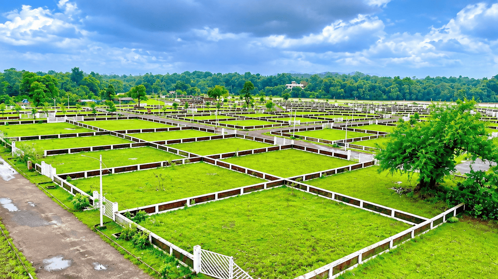 green plots image